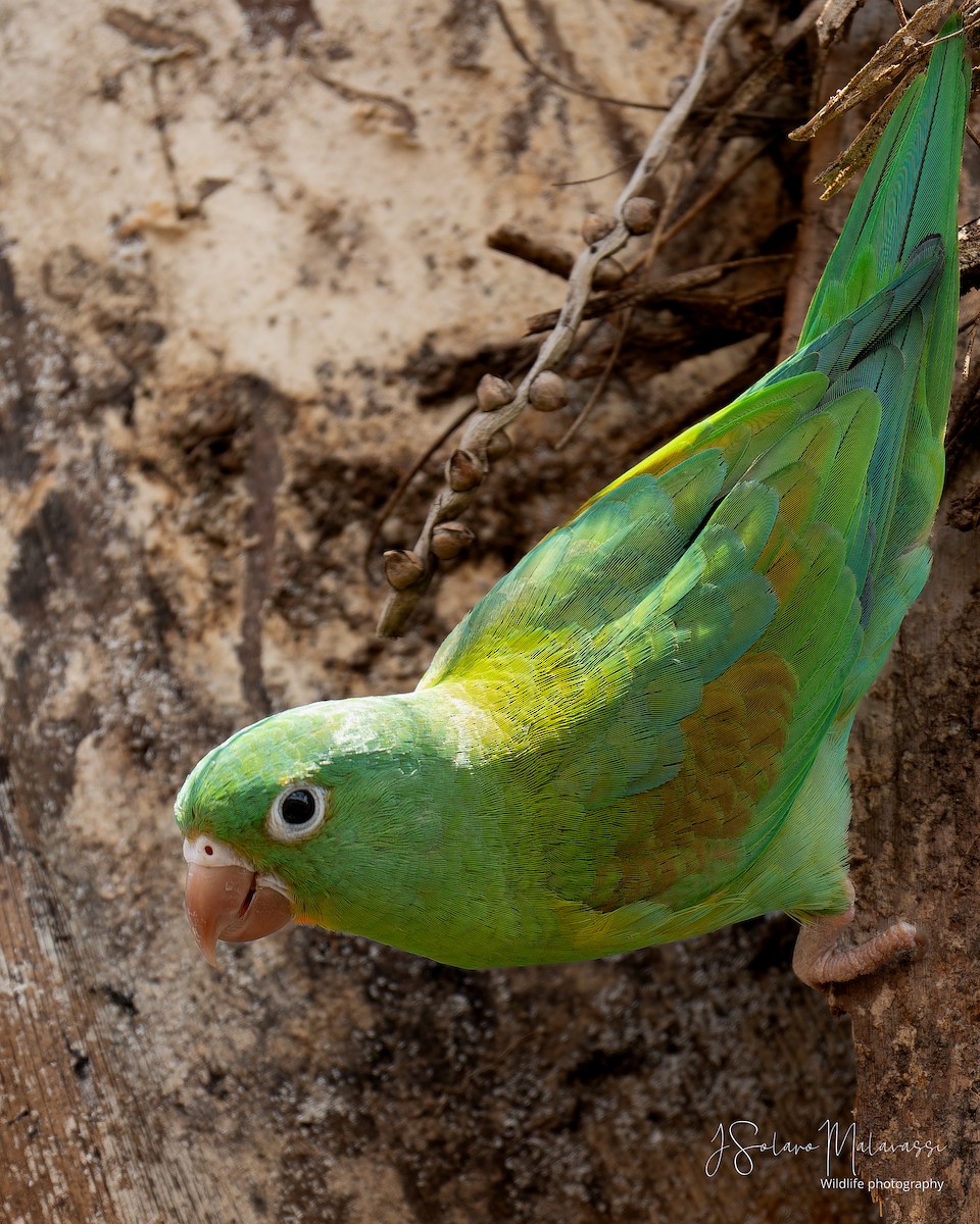 Orange-chinned Parakeet - ML621884538