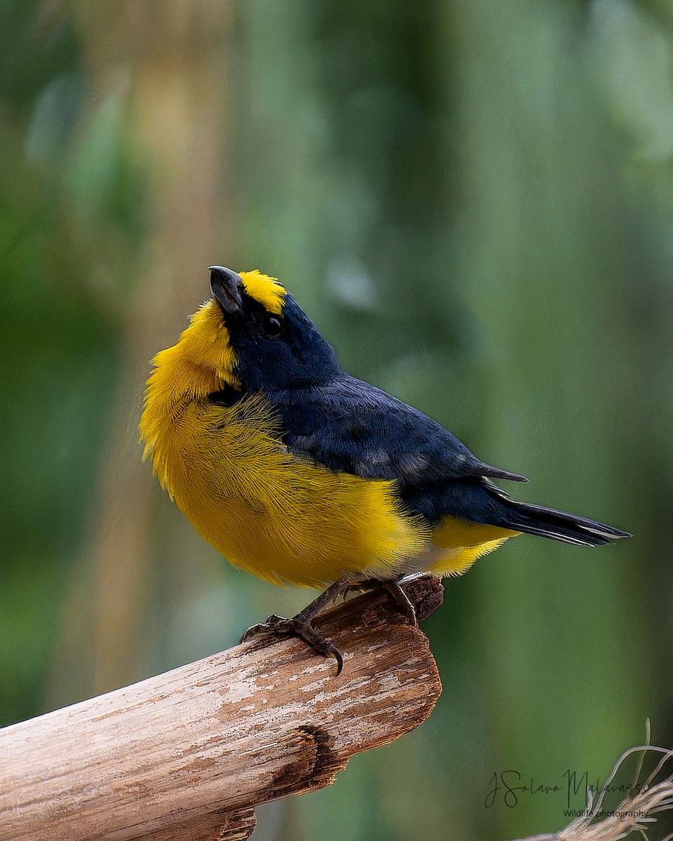 Yellow-throated Euphonia - ML621884545