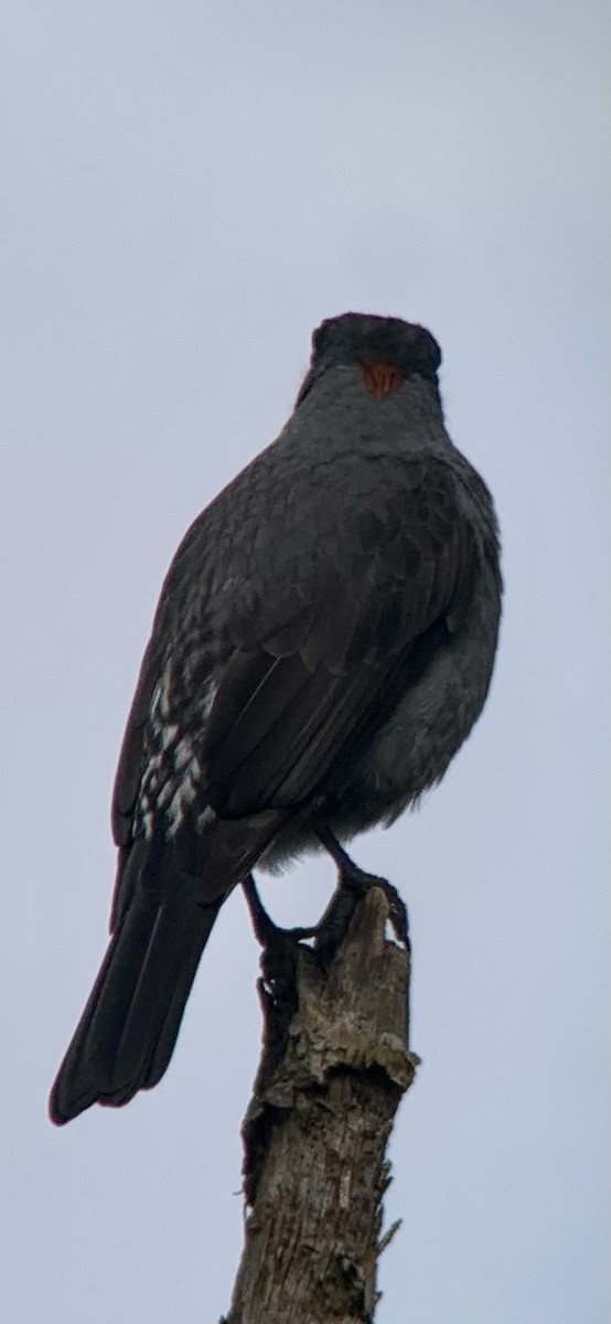 Red-crested Cotinga - ML621884550