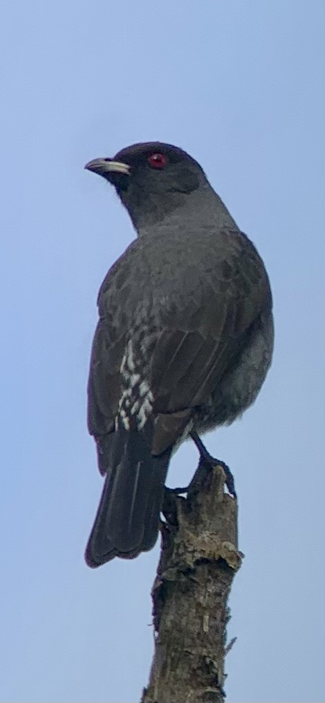 Red-crested Cotinga - ML621884551