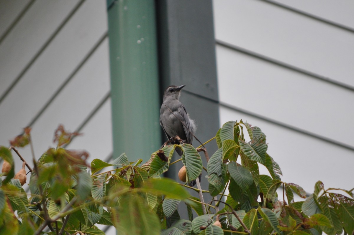 Gray Catbird - ML621884558