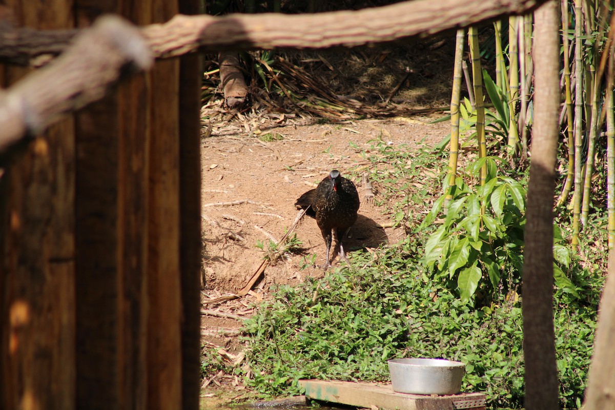 Dusky-legged Guan - ML621884567