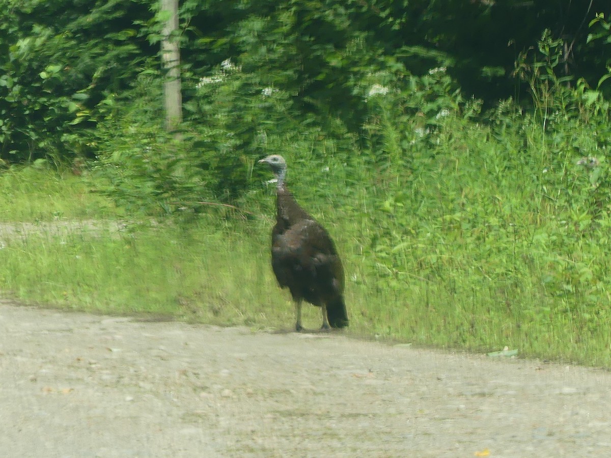 Guajolote Gallipavo - ML621884584