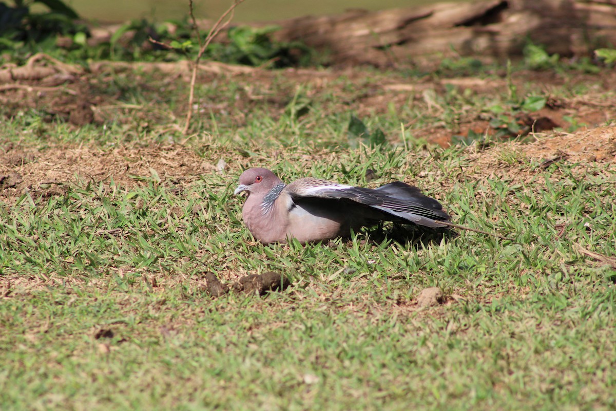 Picazuro Pigeon - ML621884590