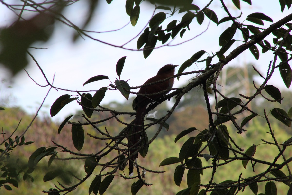 Squirrel Cuckoo - ML621884594