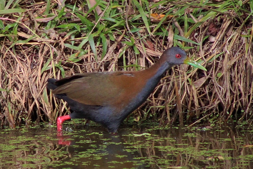 Slaty-breasted Wood-Rail - Ana Suiyama