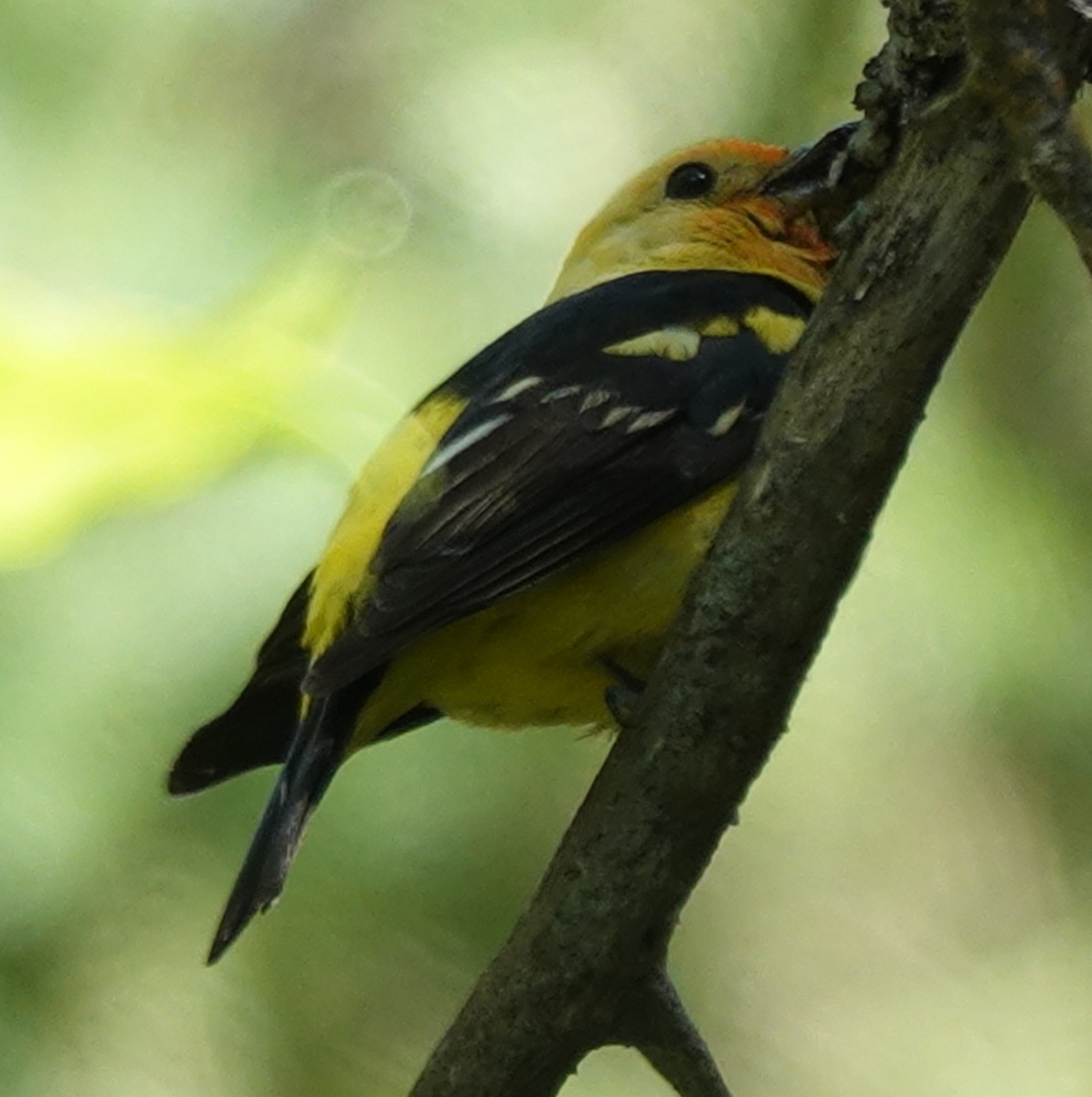 Western Tanager - ML621884602