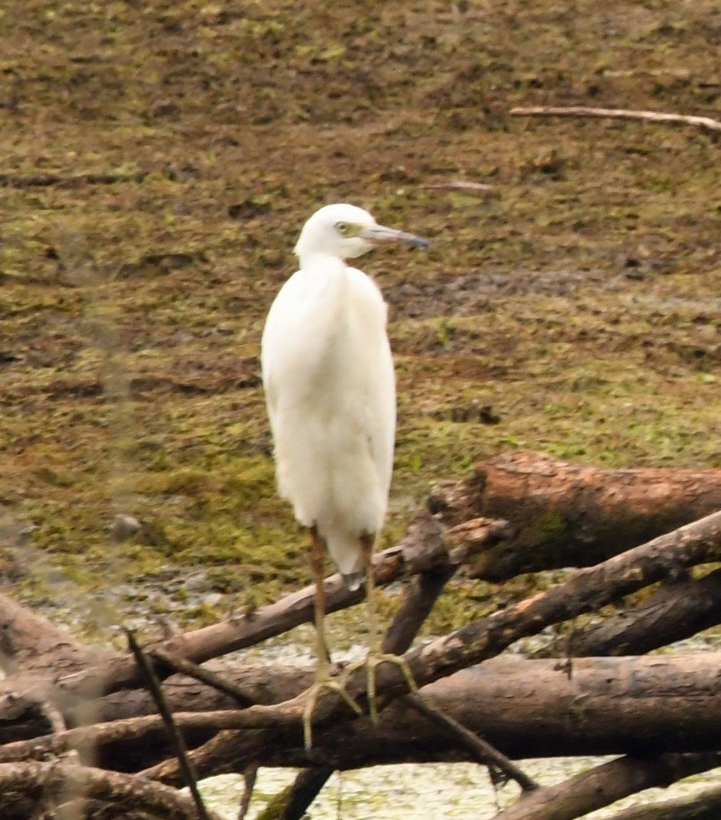 Little Blue Heron - ML621884603