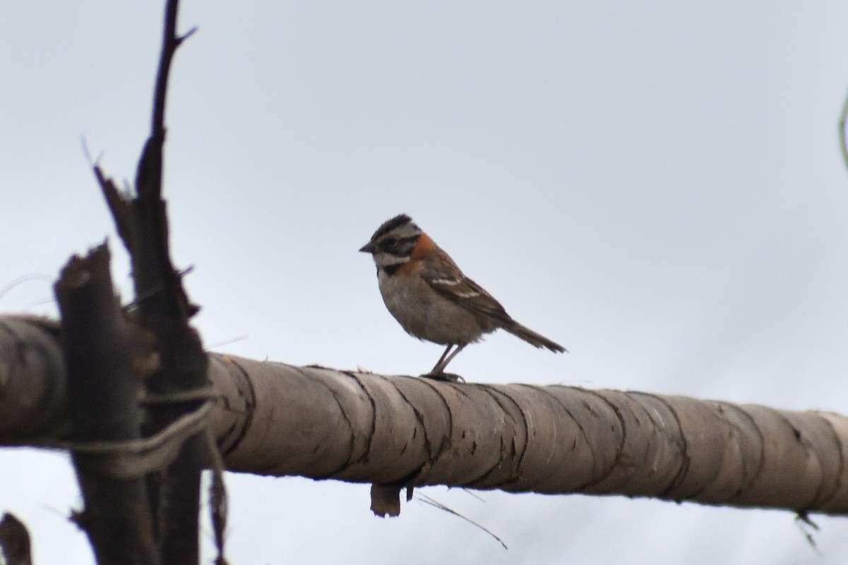 Rufous-collared Sparrow - ML621884604