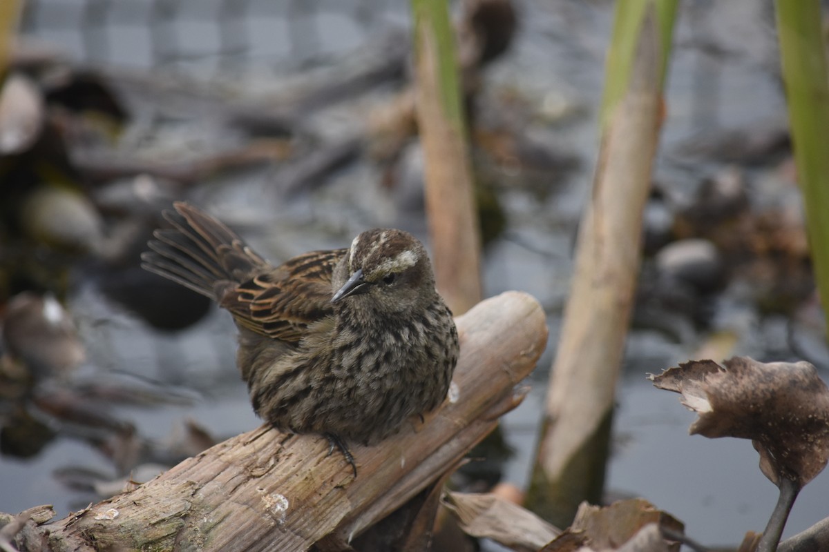 Yellow-winged Blackbird - ML621884606