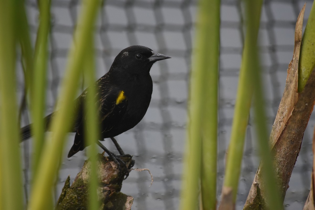 Yellow-winged Blackbird - ML621884608