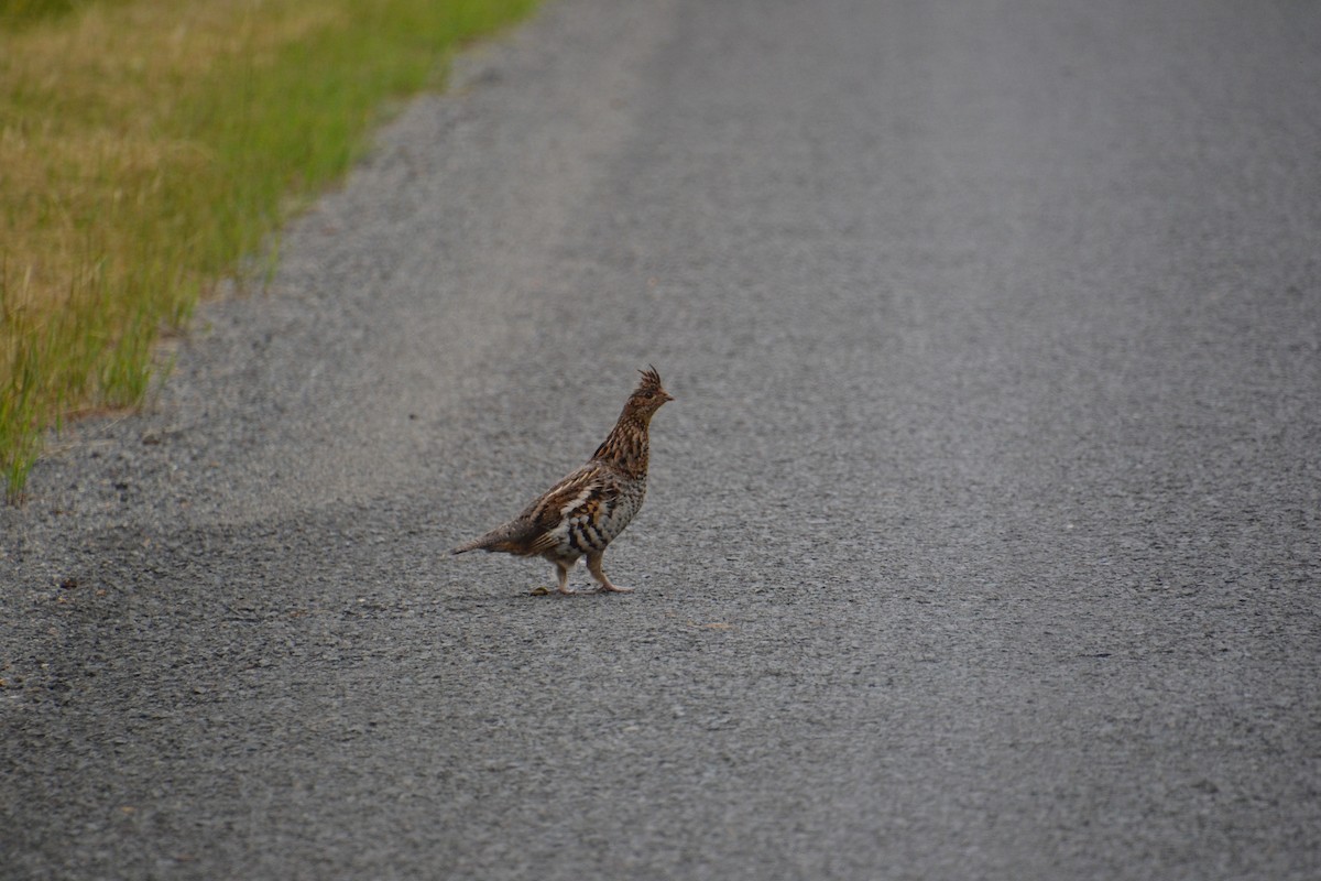 Ruffed Grouse - ML621884610