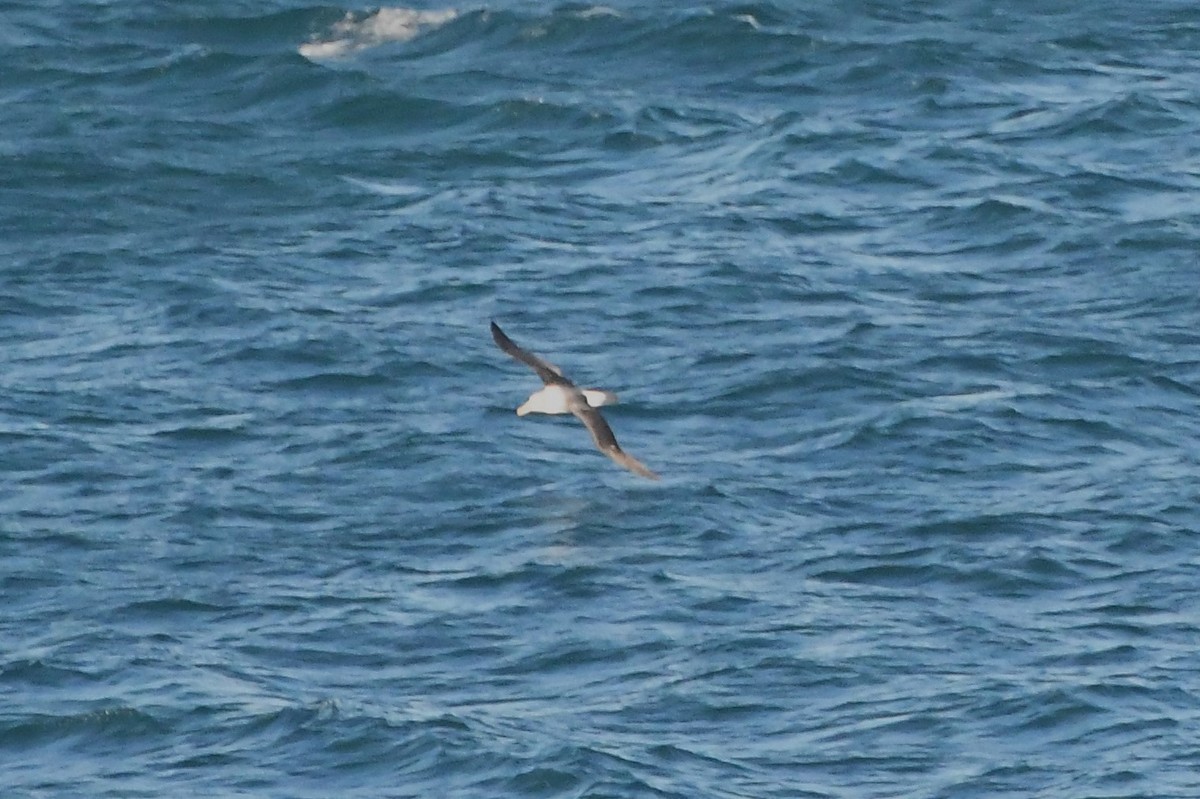 White-capped Albatross (cauta) - ML621884611