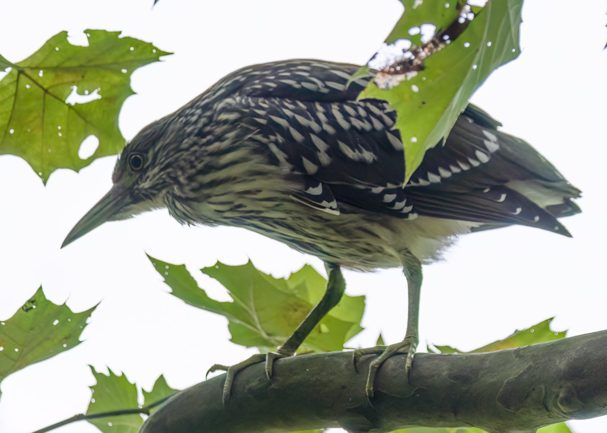 Black-crowned Night Heron - ML621884612