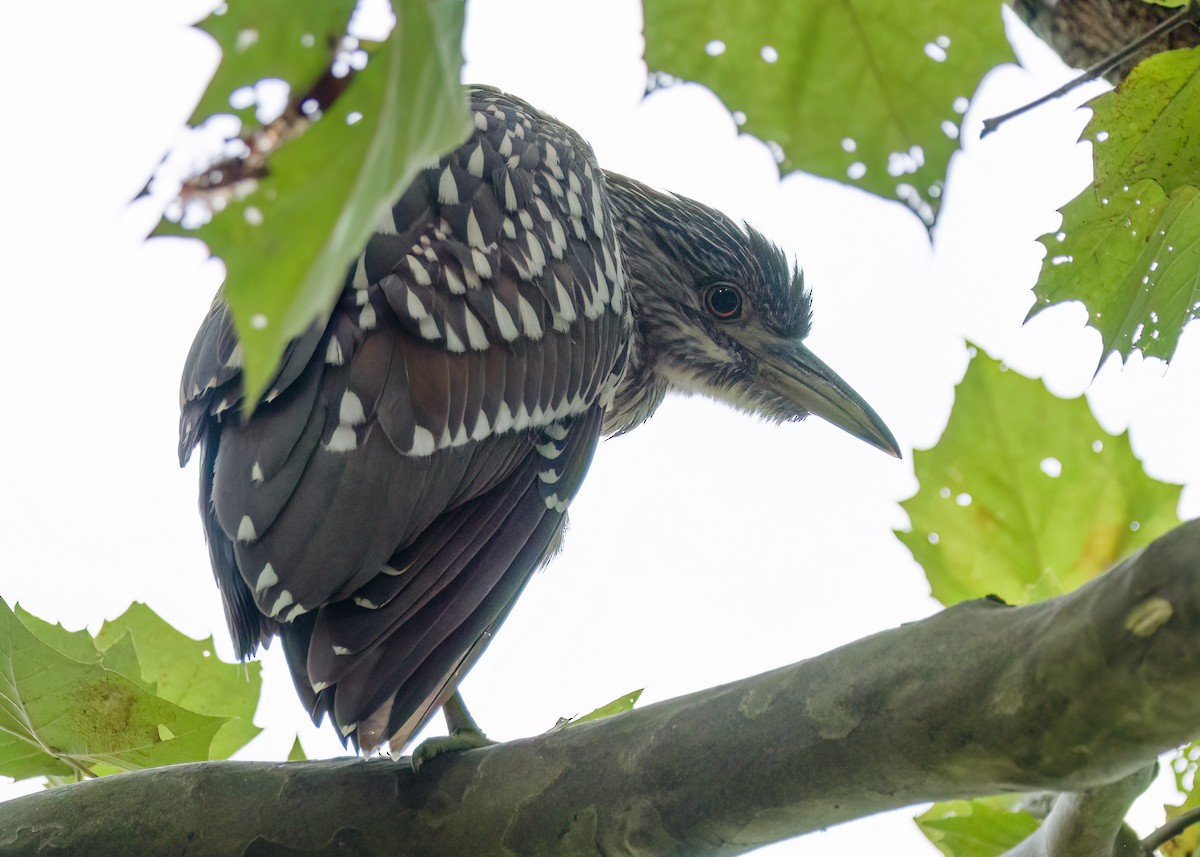 Black-crowned Night Heron - ML621884613