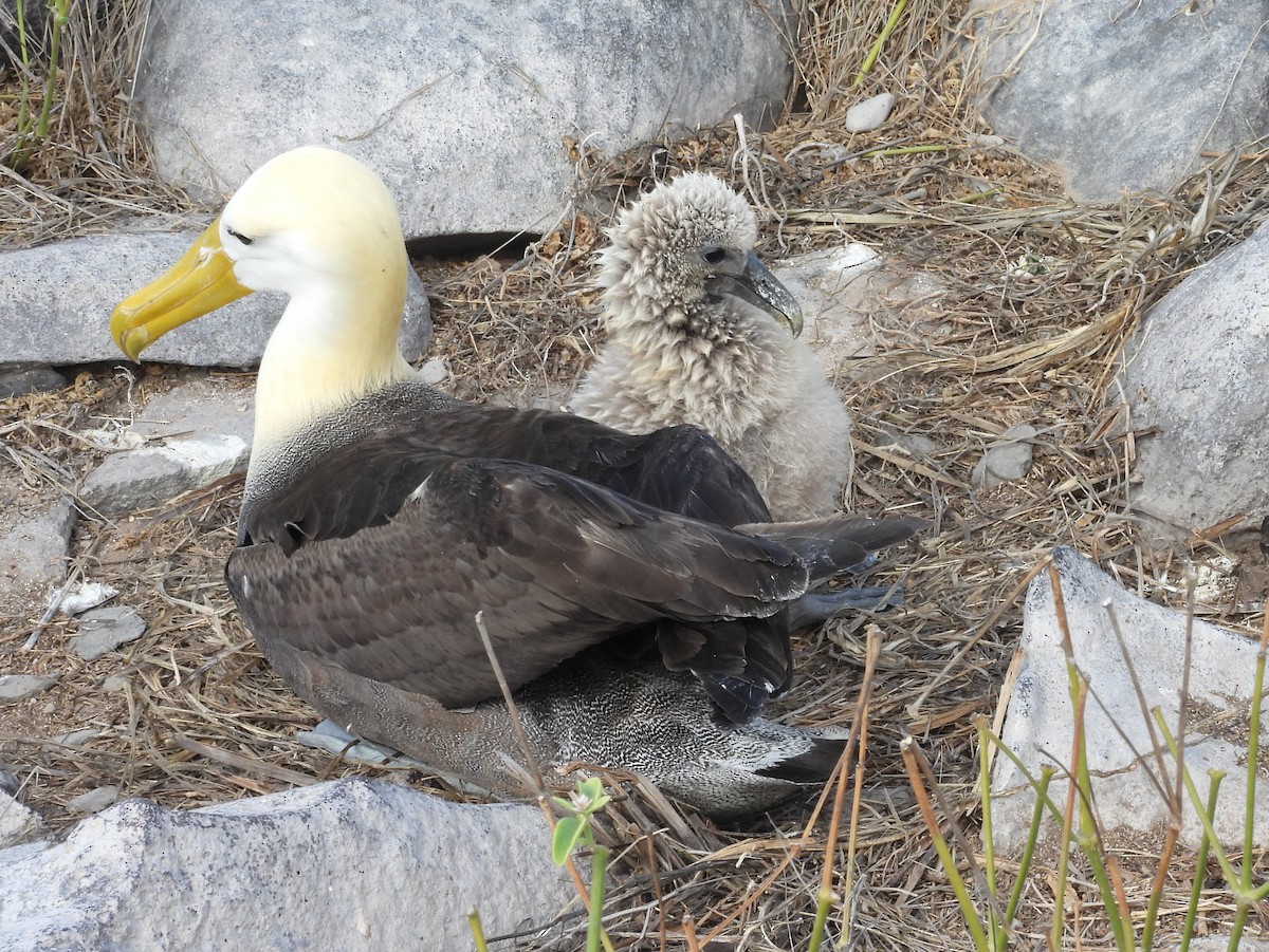 Albatros de Galápagos - ML621884614