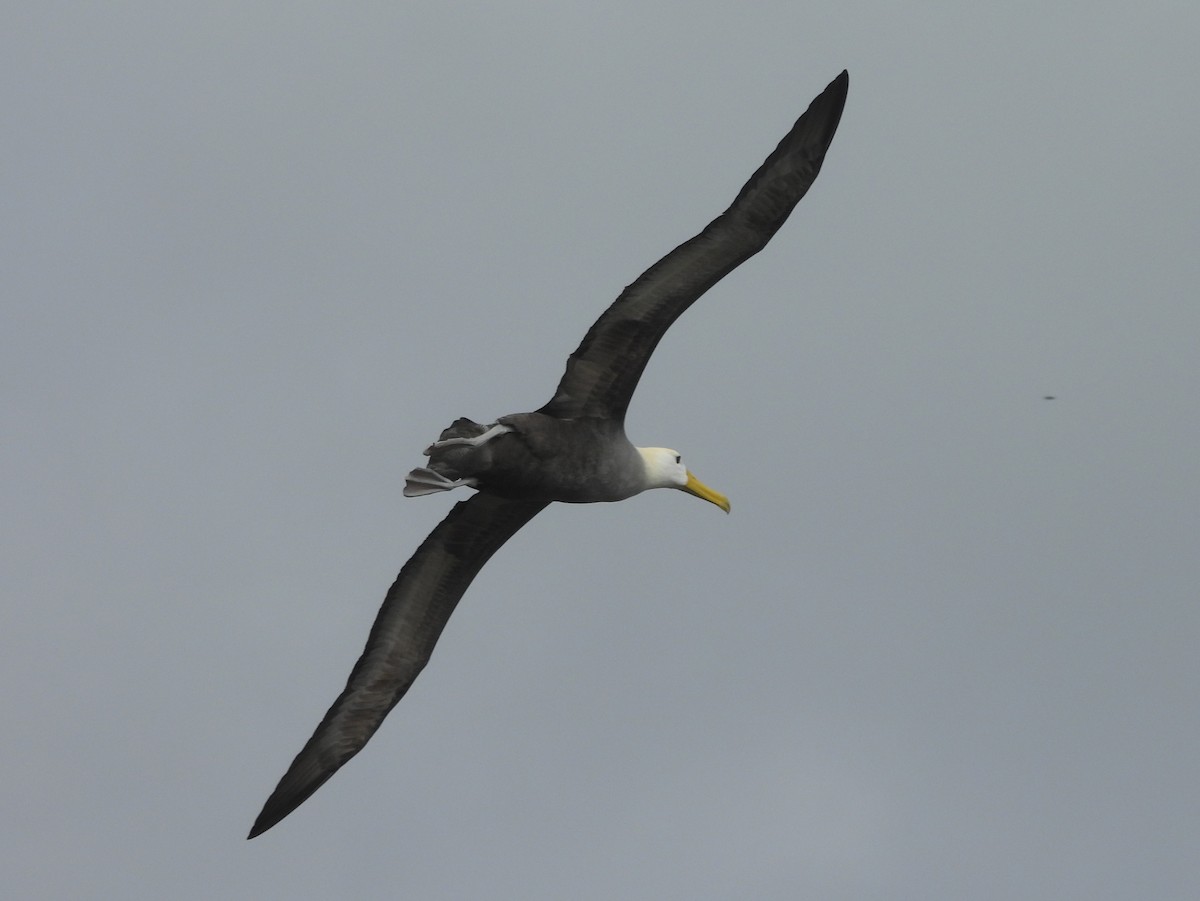 Waved Albatross - ML621884615