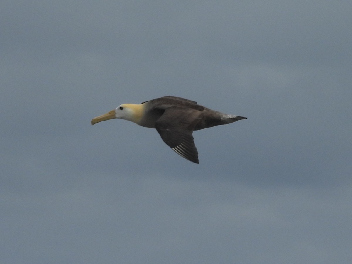 Albatros de Galápagos - ML621884616