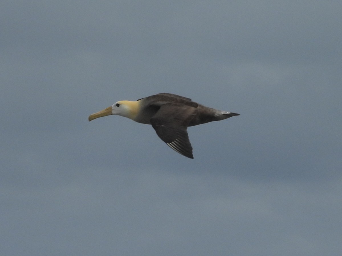 Waved Albatross - Kevin Seymour