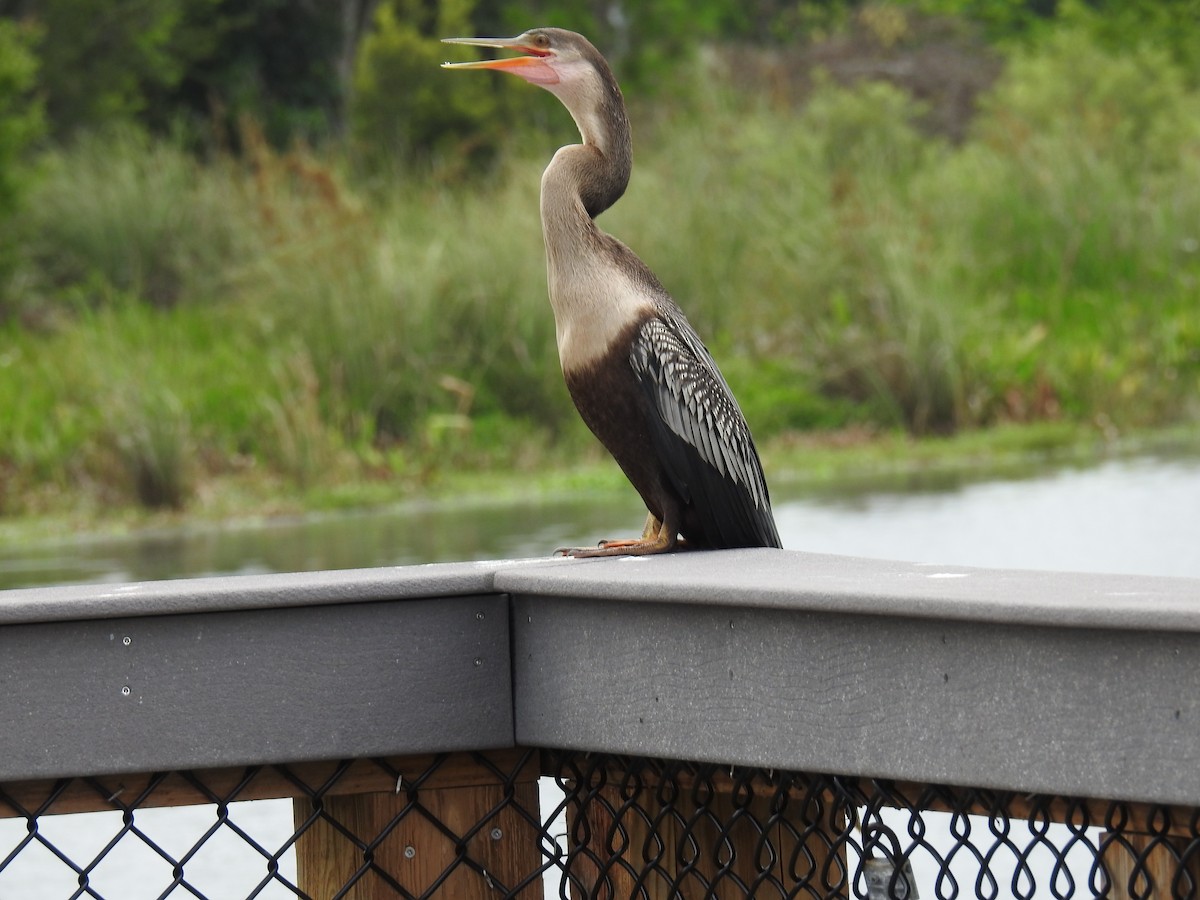 Anhinga Americana - ML621884617