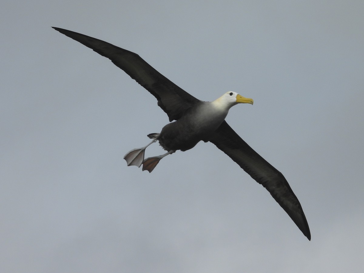 Albatros de Galápagos - ML621884618