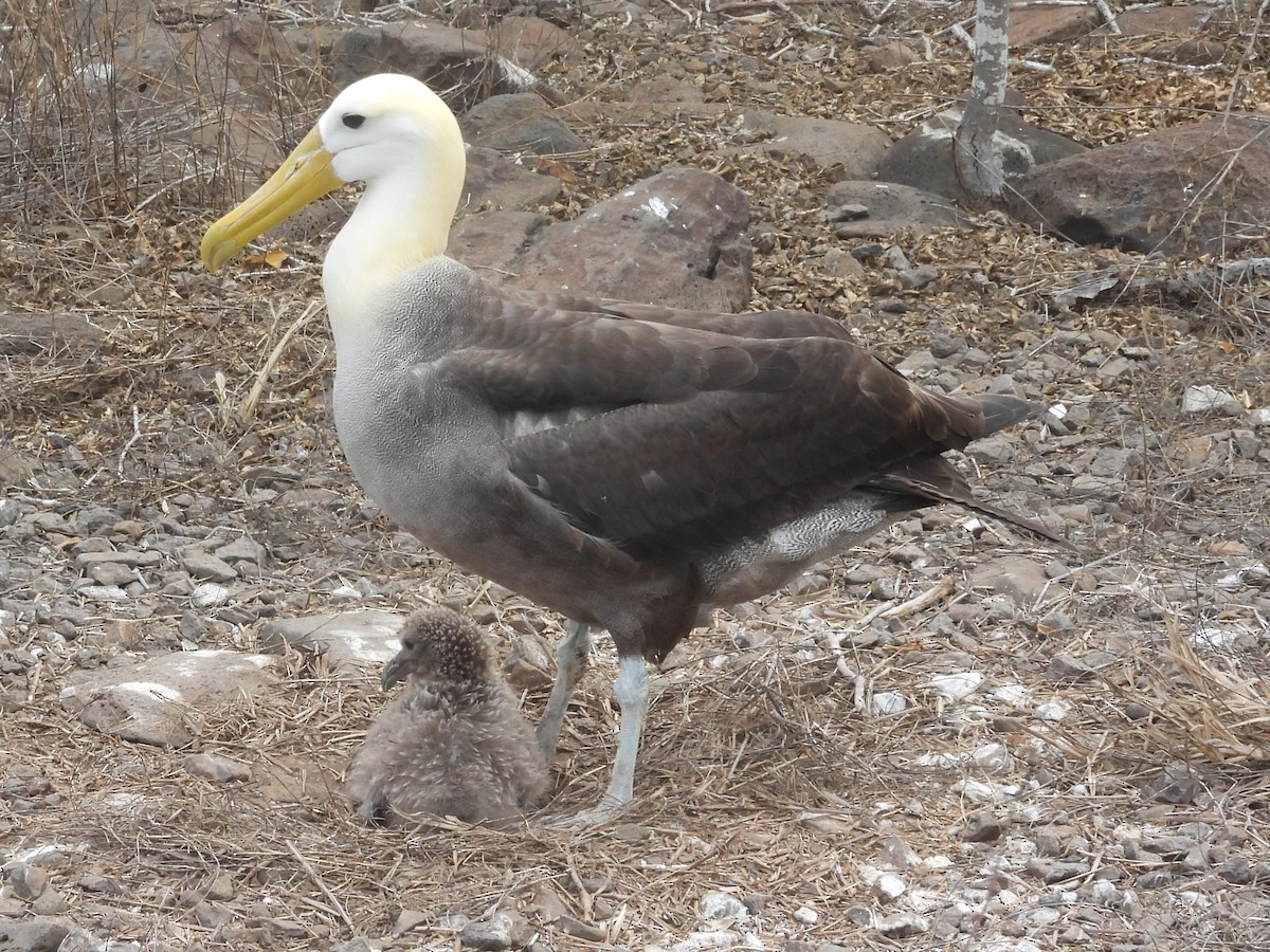 Albatros de Galápagos - ML621884620