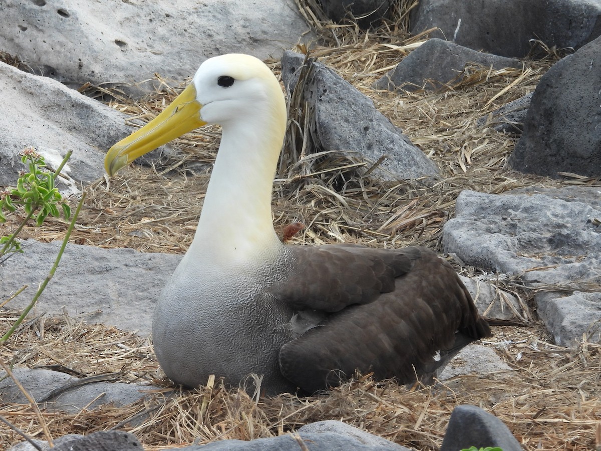 Albatros de Galápagos - ML621884621