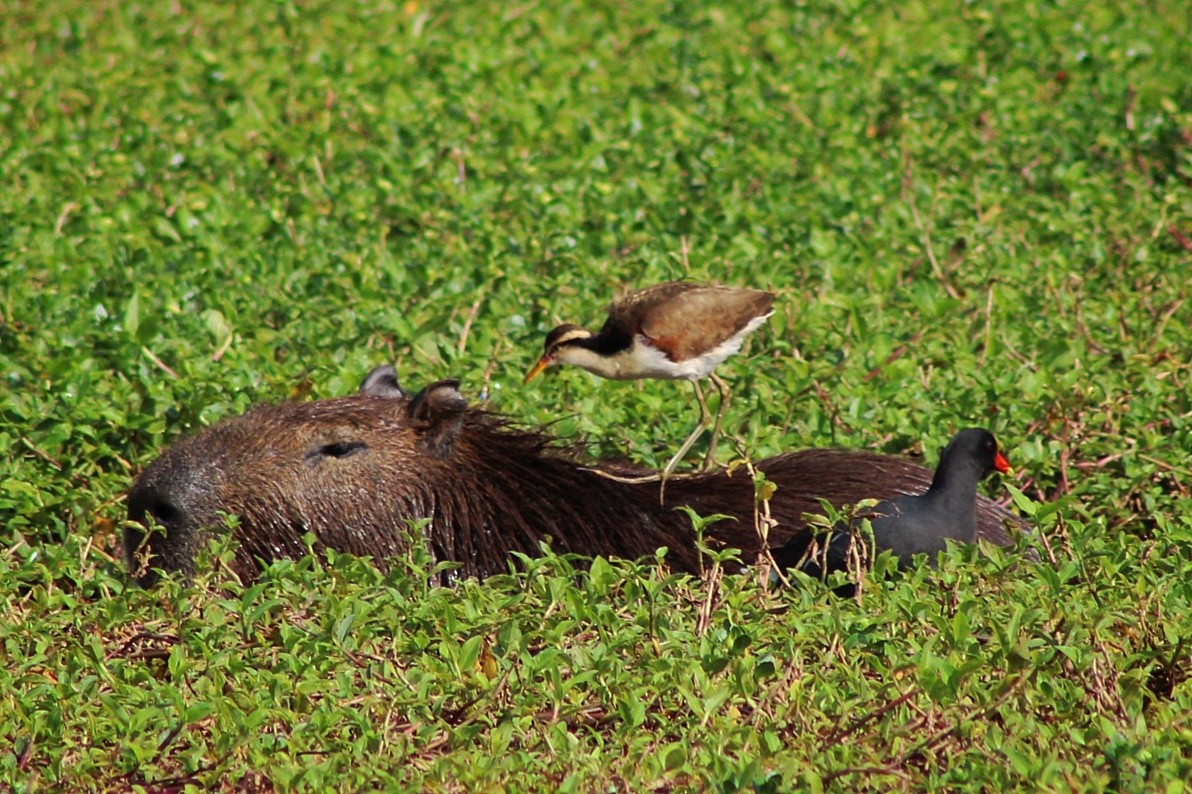 Wattled Jacana - ML621884624