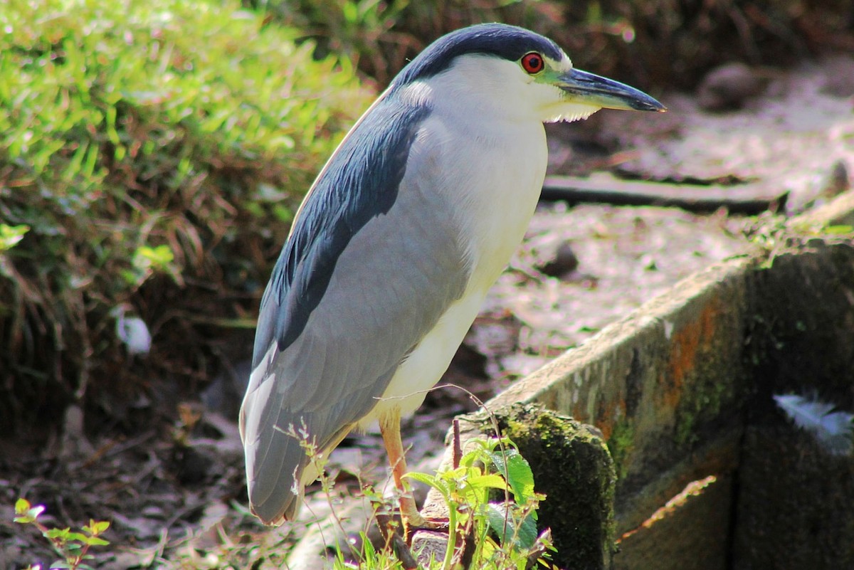 Black-crowned Night Heron - ML621884626