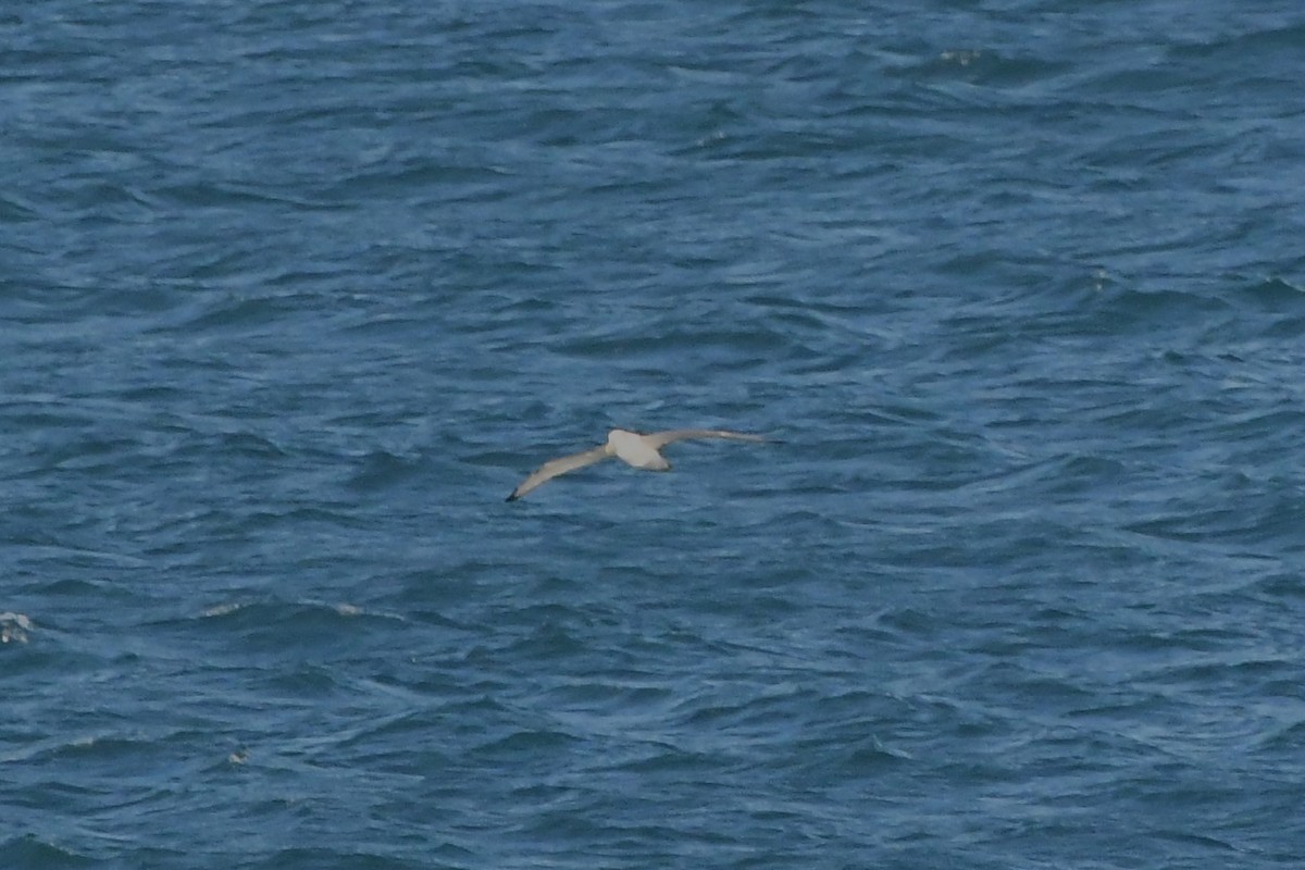 White-capped Albatross (cauta) - ML621884627