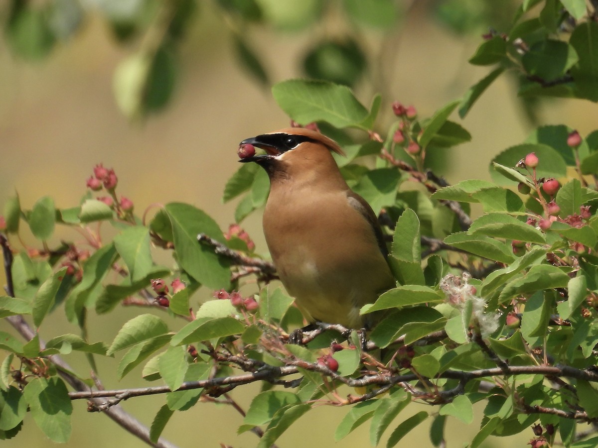 Cedar Waxwing - ML621884628