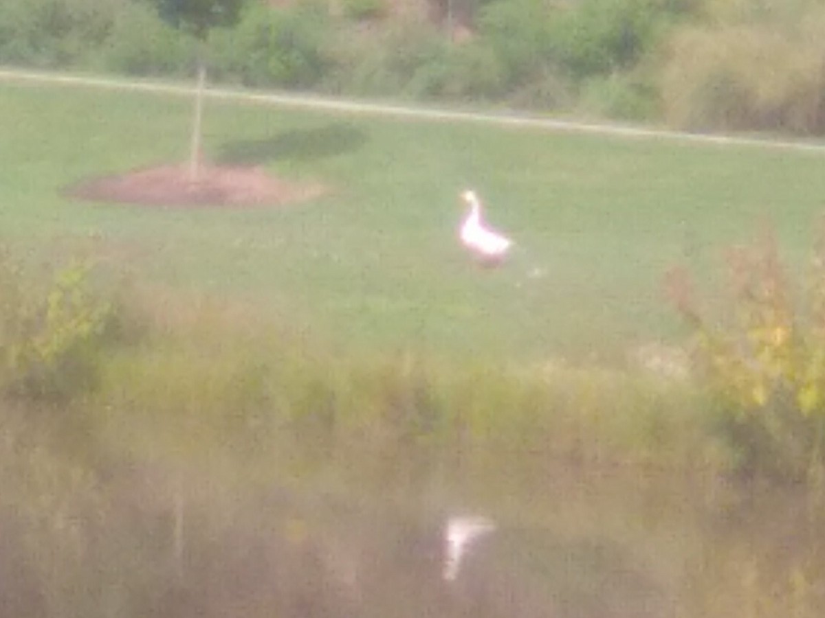 Domestic goose sp. (Domestic type) - ML621884633