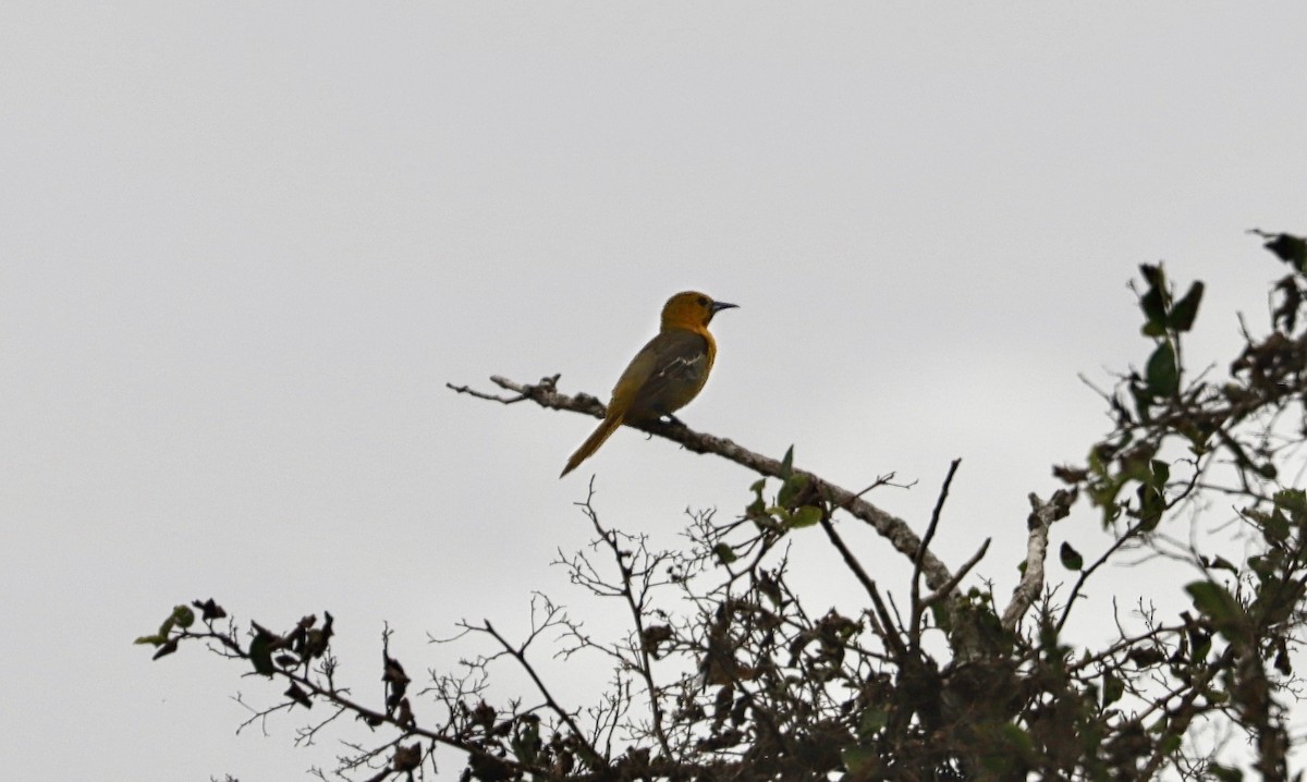 Hooded Oriole - Douglas Hall