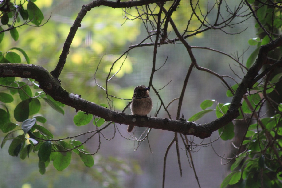 Crescent-chested Puffbird (Greater) - ML621884664