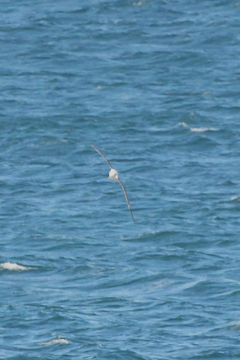 Albatros à cape blanche (cauta) - ML621884698