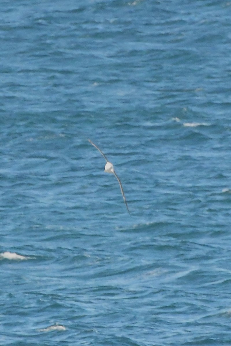 White-capped Albatross (cauta) - Michael Louey