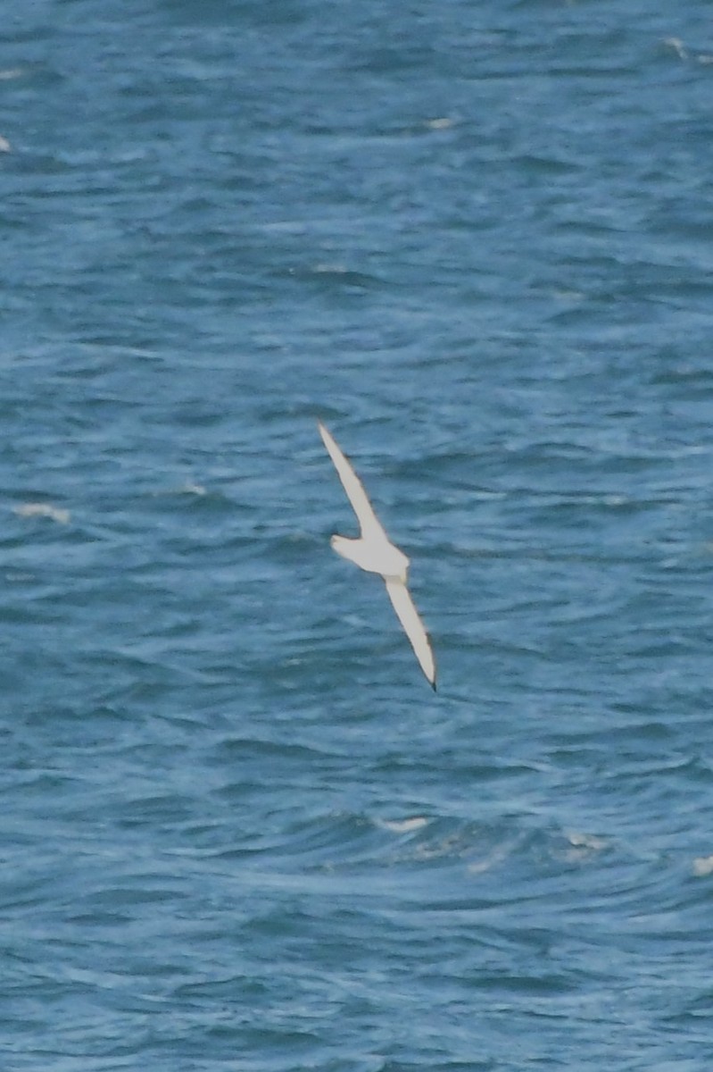 Albatros à cape blanche (cauta) - ML621884705