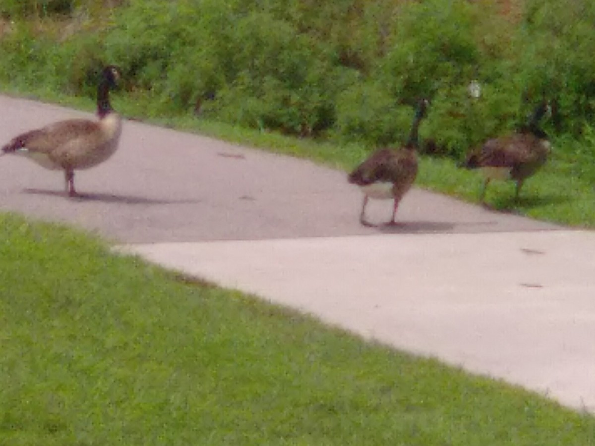 Canada Goose - ML621884715