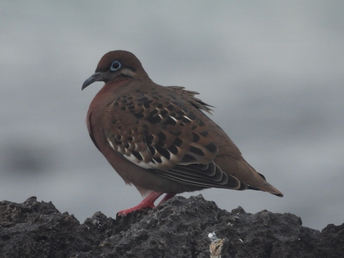 Galapagos Kumrusu - ML621884728