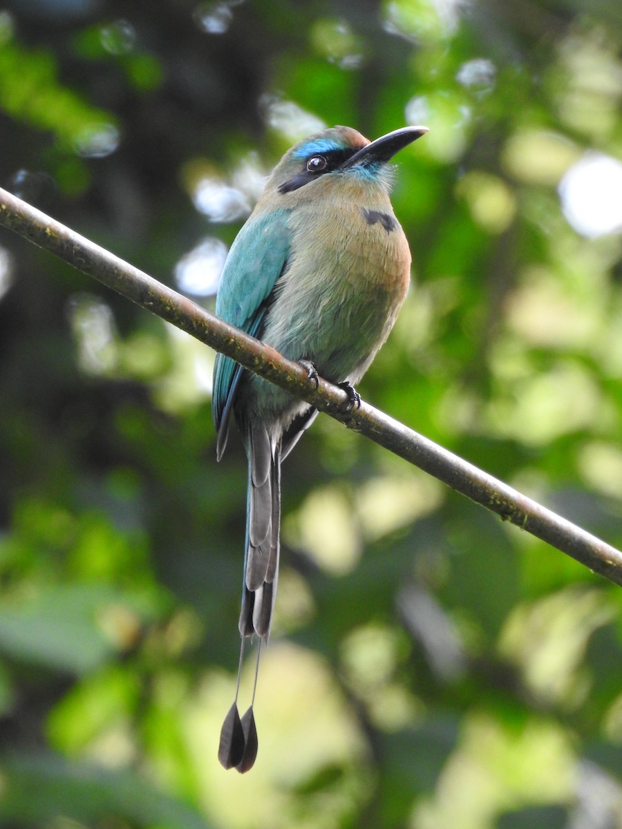 Keel-billed Motmot - ML621884761