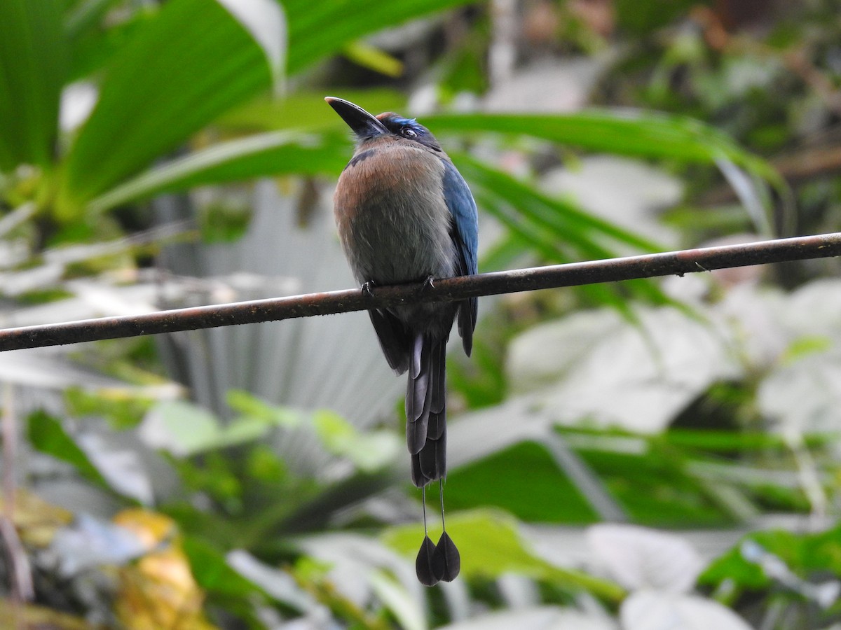 Keel-billed Motmot - ML621884762