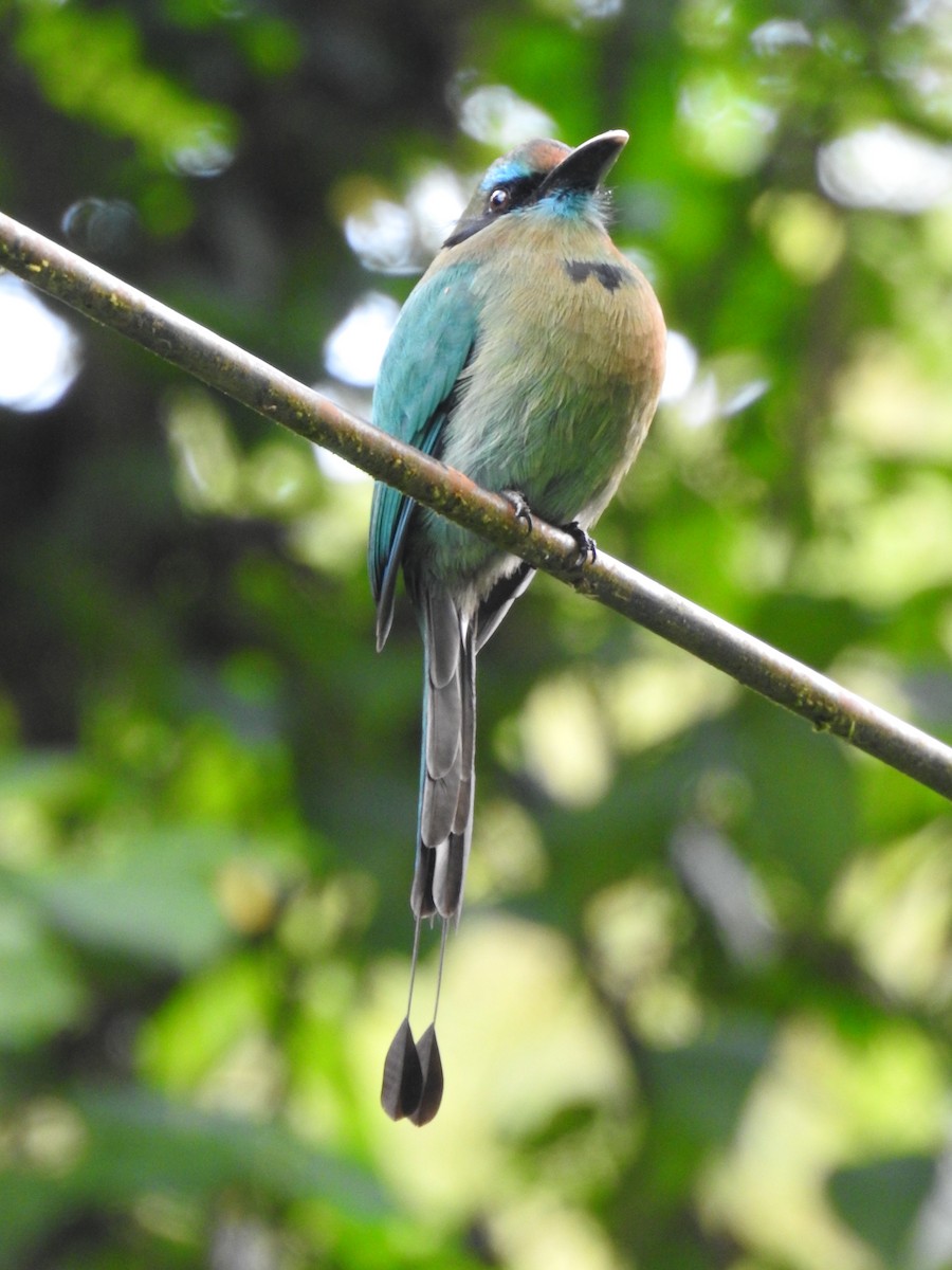 Keel-billed Motmot - ML621884764