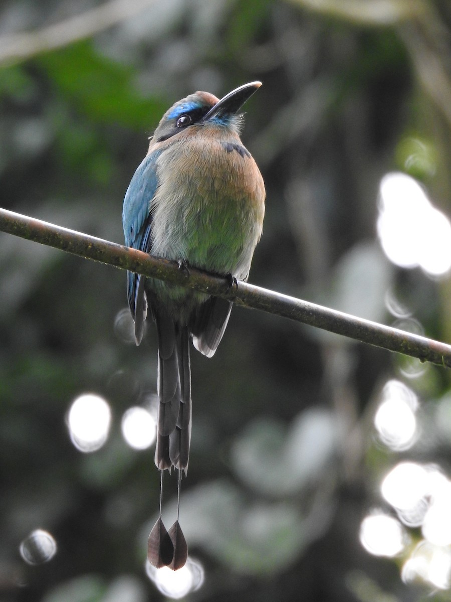 Keel-billed Motmot - ML621884765