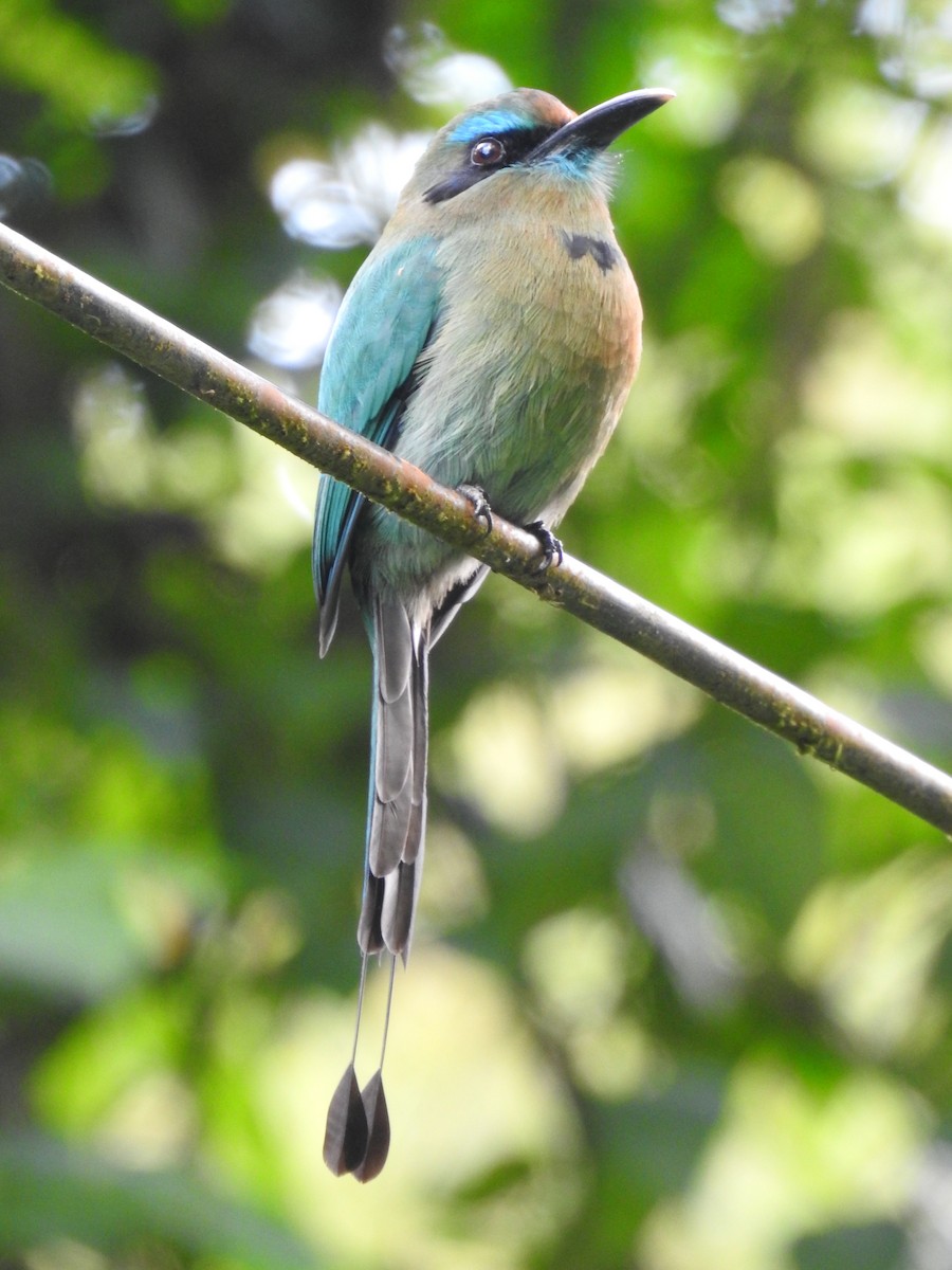 Keel-billed Motmot - ML621884766