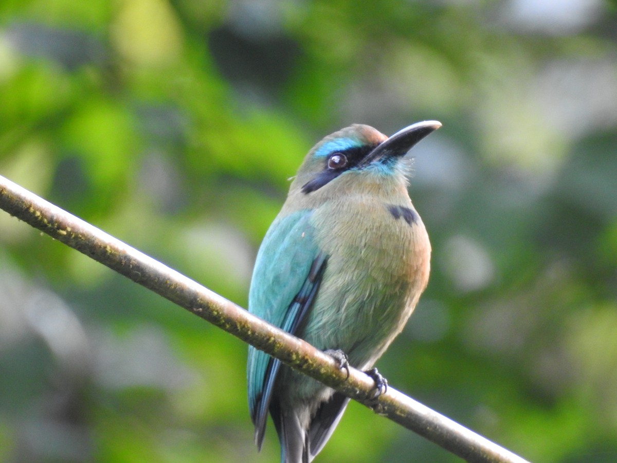 Keel-billed Motmot - ML621884768