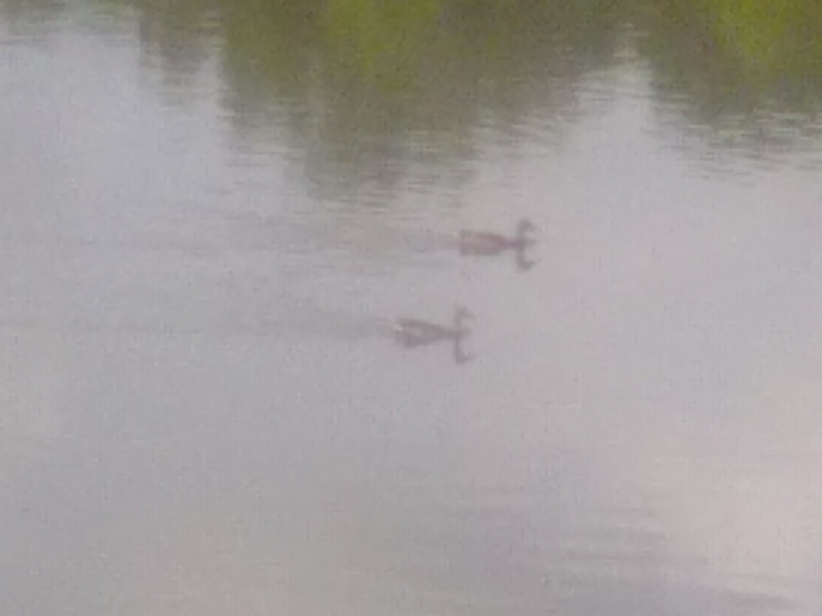 duck sp. - ML621884771