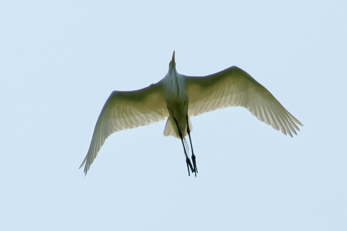 Great Egret - ML621884777