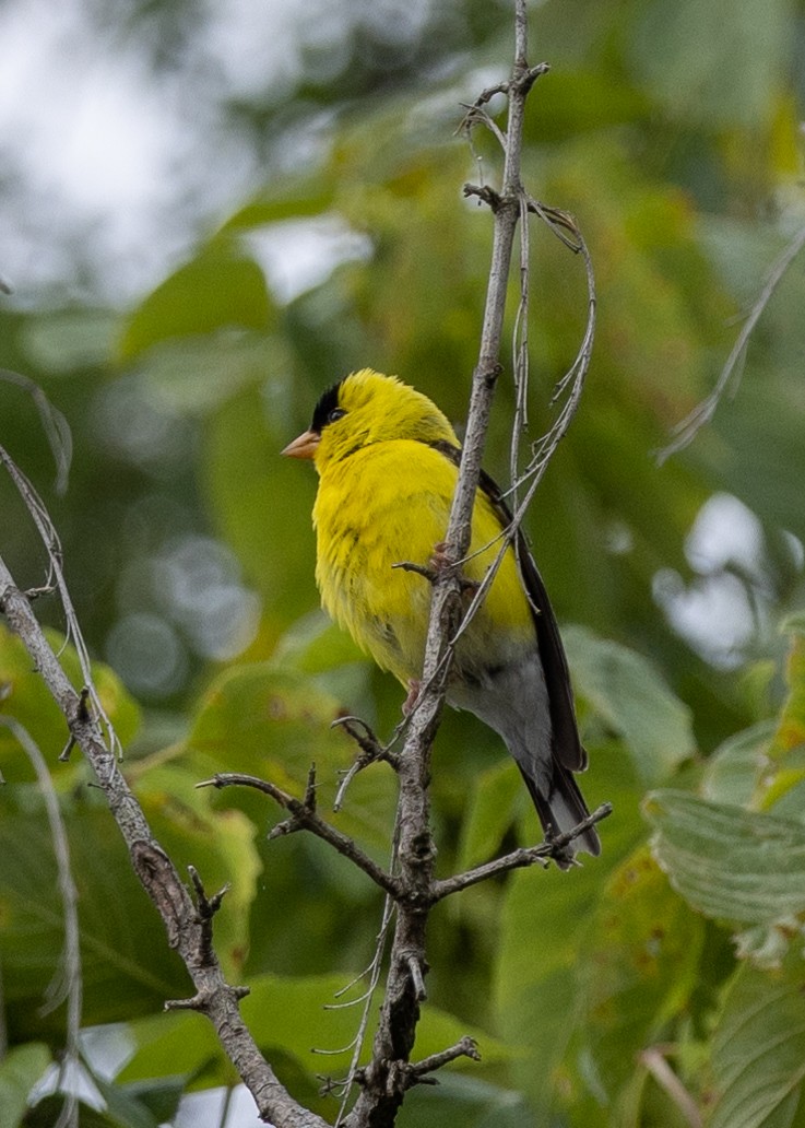 American Goldfinch - ML621884778