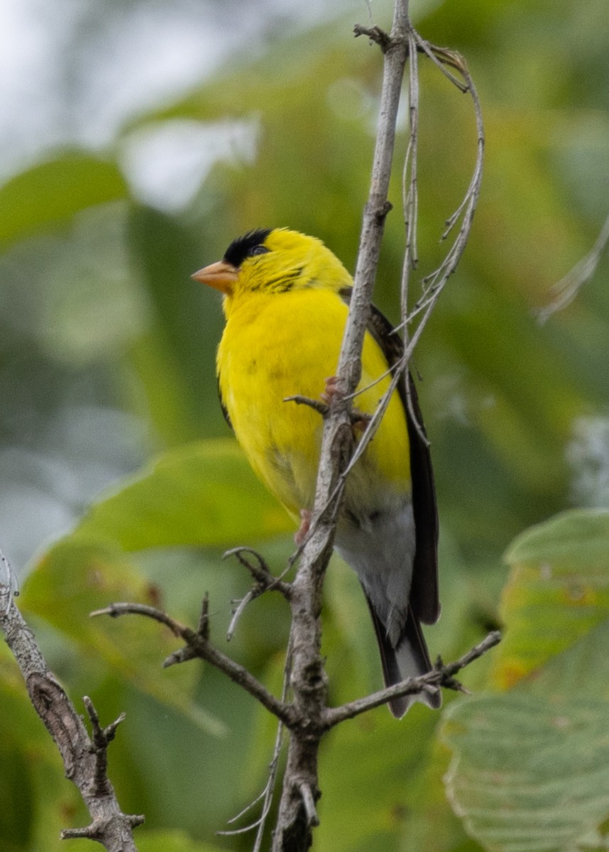 American Goldfinch - ML621884779