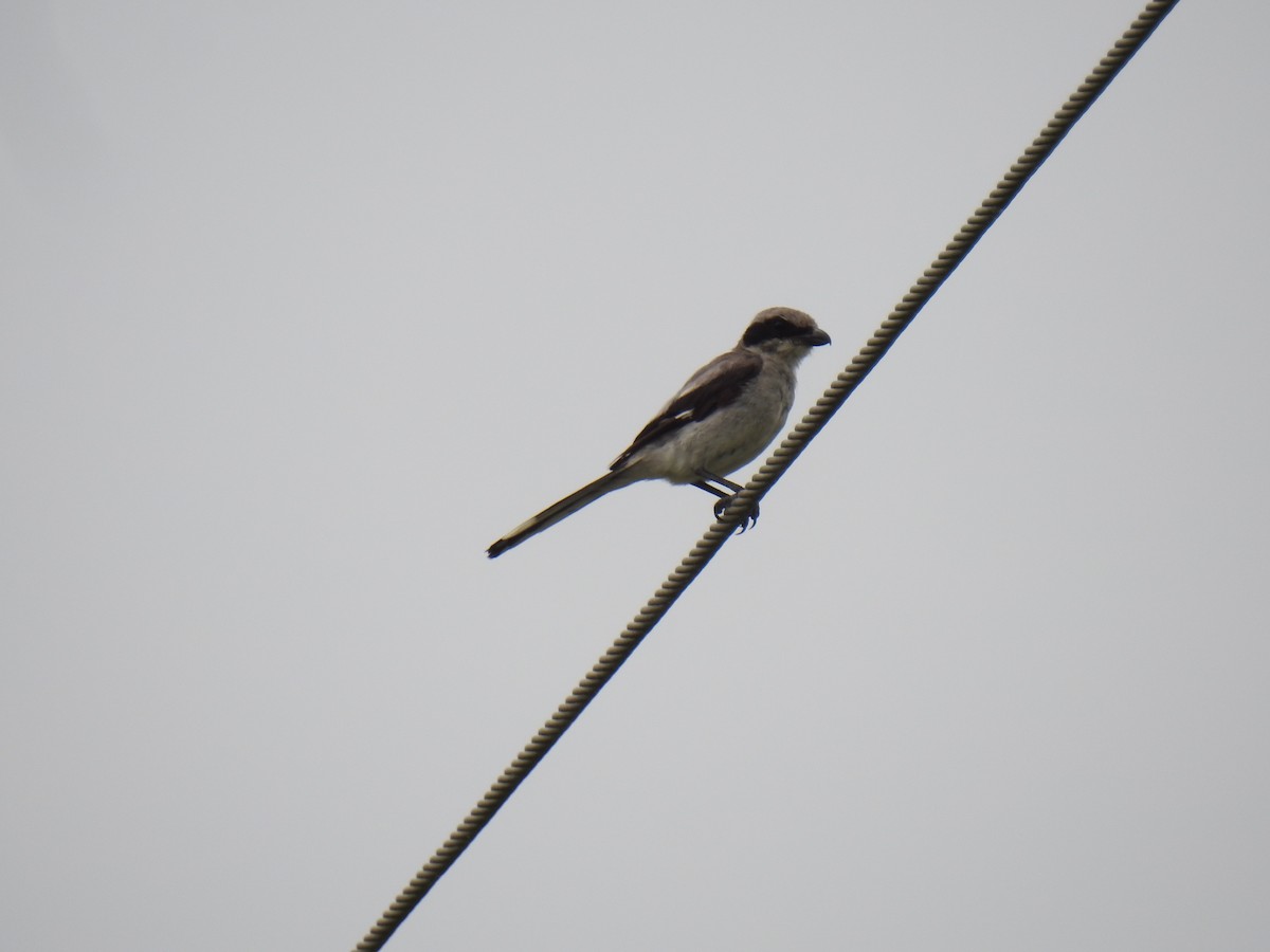 Loggerhead Shrike - ML621884780